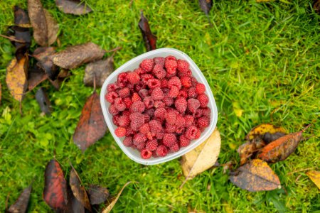 Photo for Fresh ripe raspberries under raspberry bush on late autumn day. Harvesting fresh organic berries in a garden. - Royalty Free Image