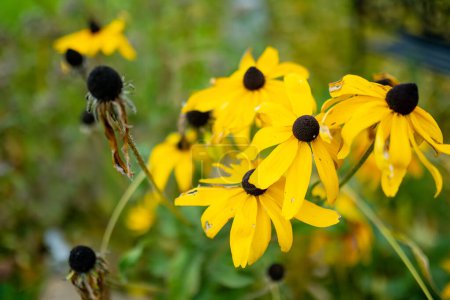 Photo for Bright yellow flowers of rudbeckia, commonly known as coneflowers or black eyed susans, in late autumn garden. Rudbeckia fulgida or perennial coneflower blossoming outdoors. Rudbeckia hirta Maya. - Royalty Free Image