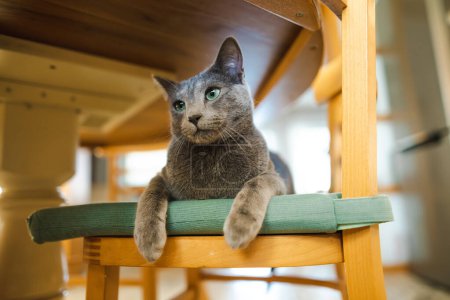 Téléchargez les photos : Jeune chaton bleu russe ludique relaxant sur une chaise sous la table. Magnifique chat bleu-gris aux yeux verts. Animaux de compagnie famille à la maison. - en image libre de droit