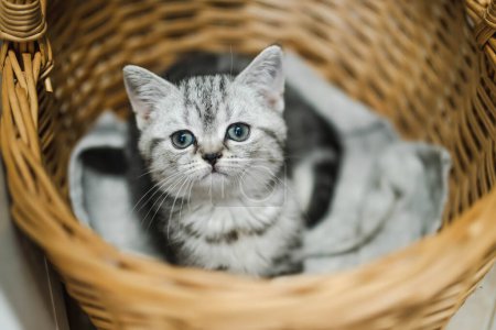 Téléchargez les photos : Short britannique argenté tabby chaton ayant du repos dans un panier en osier. Chat domestique juvénile passant du temps à l'intérieur à la maison. - en image libre de droit