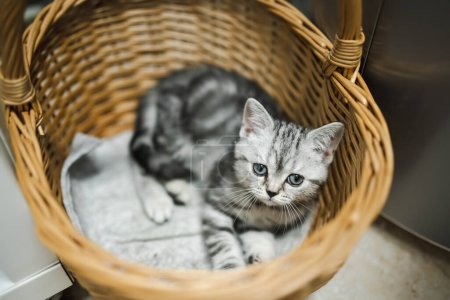 Téléchargez les photos : Short britannique argenté tabby chaton ayant du repos dans un panier en osier. Chat domestique juvénile passant du temps à l'intérieur à la maison. - en image libre de droit