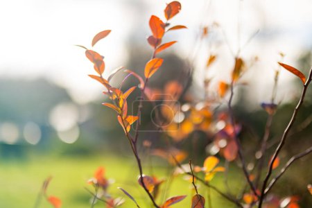 Téléchargez les photos : Feuilles orange et rouge d'un arbuste de bleuets dans la forêt à la fin de l'automne. Saison d'automne dans la nature. - en image libre de droit