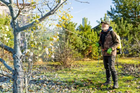 Middle age gardener with a mist fogger sprayer sprays fungicide and pesticide on bushes and trees. Protection of cultivated plants from insects and fungal infections. Autumn chores.