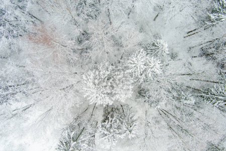 Téléchargez les photos : Belle vue aérienne du haut vers le bas des forêts de pins enneigées. Glace rime et gelée blanche recouvrant les arbres. Paysage hivernal pittoresque. - en image libre de droit