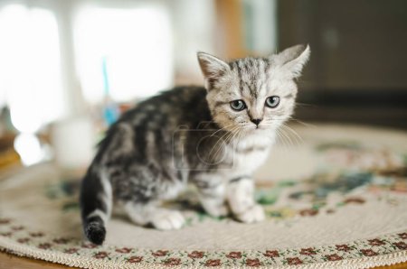 British shorthair silver tabby kitten having fun in a living room. Juvenile domestic cat spending time indoors at home.