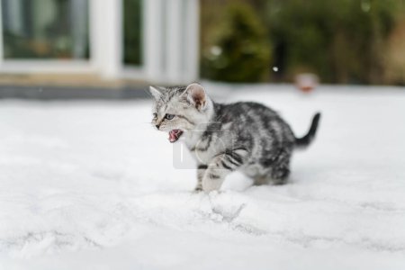 Photo for British shorthair silver tabby kitten walking in a back yard on snowy winter day. Juvenile domestic cat having fun outdoors in a garden or a back yard. - Royalty Free Image