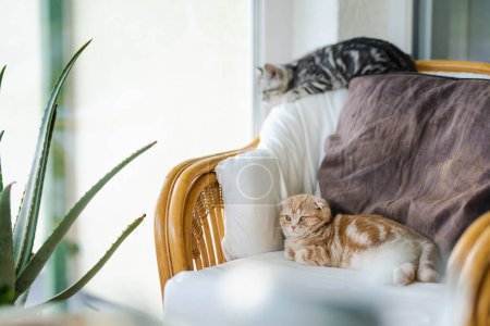 Red Scottish fold and British shorthair silver tabby kittens having rest on a sofa in a living room. Juvenile domestic cats spending time indoors at home.