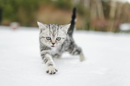 Téléchargez les photos : British short air silver tabby chaton marchant dans une cour arrière par une journée d'hiver enneigée. Chat domestique juvénile s'amusant à l'extérieur dans un jardin ou une arrière-cour. - en image libre de droit