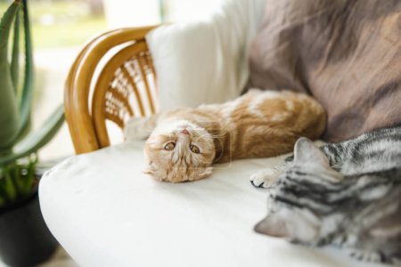 Foto de Red Scottish fold y British shorthair plata tabby gatitos descansando en un sofá en una sala de estar. Gatos domésticos juveniles que pasan tiempo en casa. - Imagen libre de derechos