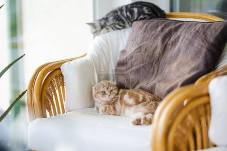 Photo for Red Scottish fold and British shorthair silver tabby kittens having rest on a sofa in a living room. Juvenile domestic cats spending time indoors at home. - Royalty Free Image