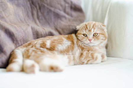 Photo for Red Scottish fold kitten having rest on a sofa in a living room. Juvenile domestic cat spending time indoors at home. - Royalty Free Image