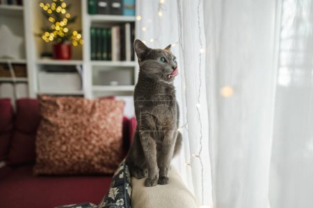 Téléchargez les photos : Mignon chat de race bleue russe relaxant dans le salon le jour de Noël. Passer du temps avec la famille et les animaux de compagnie à Noël. Animaux de compagnie famille à la maison. - en image libre de droit