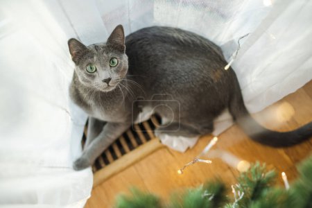 Téléchargez les photos : Mignon chat de race bleue russe relaxant dans le salon le jour de Noël. Passer du temps avec la famille et les animaux de compagnie à Noël. Animaux de compagnie famille à la maison. - en image libre de droit