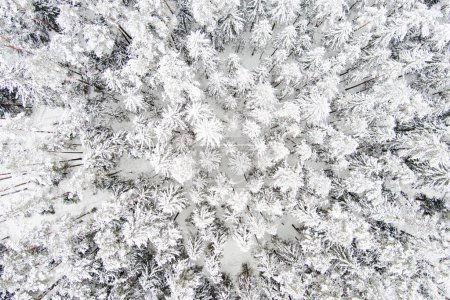 Foto de Hermosa vista aérea de arriba hacia abajo de bosques de pinos cubiertos de nieve. Hielo de campanas y heladas que cubren los árboles. Paisaje escénico de invierno. - Imagen libre de derechos