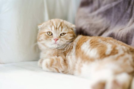 Red Scottish fold kitten having rest on a sofa in a living room. Juvenile domestic cat spending time indoors at home.
