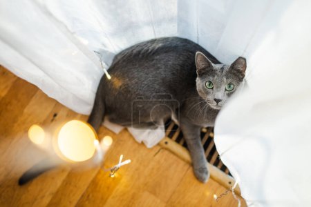 Photo for Cute Russian Blue purebred cat relaxing in living room on Christmas day. Spending time with family and pets on Christmas. Family pet at home. - Royalty Free Image