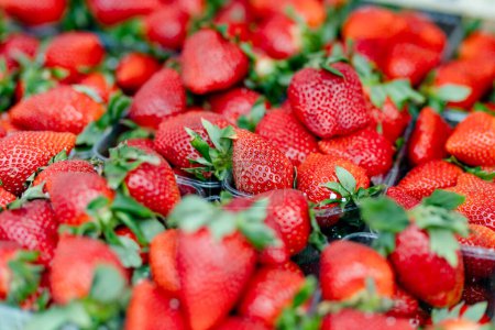 Photo for Fresh strawberries sold in the farmers market in Vilnius, Lithuania - Royalty Free Image