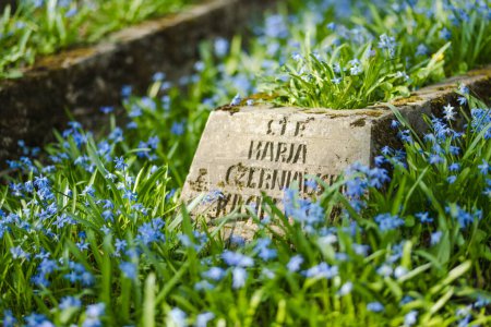Photo for VILNIUS, LITHUANIA - APRIL 20, 2023: Blue scilla siberica spring flowers blossoming on sunny day in April in Bernardine cemetery, one of the three oldest graveyards in Vilnius, Lithuania. - Royalty Free Image
