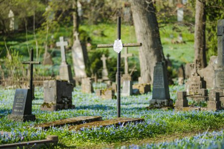 Foto de VILNIUS, LITHUANIA - 20 DE ABRIL DE 2023: Flores de primavera de scilla siberica azul florecen en el soleado día de abril en el cementerio de Bernardine, uno de los tres cementerios más antiguos de Vilna, Lituania. - Imagen libre de derechos