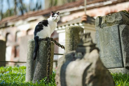 Téléchargez les photos : VILNIUS, LITUANIE - 20 AVRIL 2023 : Célèbre chat noir et blanc assis sur une pierre tombale le jour ensoleillé dans le cimetière Bernardin, l'un des trois plus anciens cimetières de Vilnius, Lituanie. - en image libre de droit