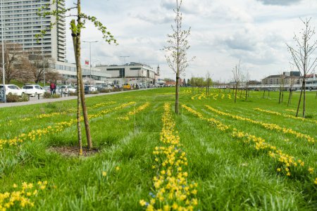 Foto de VILNIUS, LITHUANIA - 10 DE ABRIL DE 2023: Filas de hermosos narcisos amarillos y cillas azules florecen en el día de la primavera. Narcisos y borrascas de madera floreciendo en Vilna, Lituania. - Imagen libre de derechos