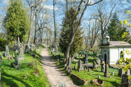 Téléchargez les photos : VILNIUS, LITUANIE - 20 AVRIL 2023 : Fleurs de printemps bleu scilla siberica fleurissant le jour ensoleillé d'avril au cimetière Bernardin, l'un des trois plus anciens cimetières de Vilnius, Lituanie. - en image libre de droit
