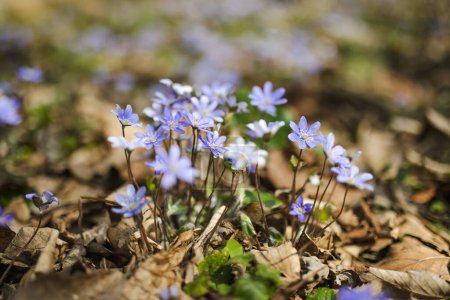 Blossoming hepatica flower in early spring in forest. Beauty in nature.