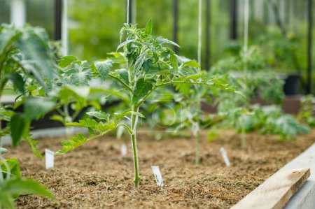 Photo for Cultivating tomato plants in a greenhouse on spring day. Growing own fruits and vegetables in a homestead. Gardening and lifestyle of self-sufficiency. - Royalty Free Image