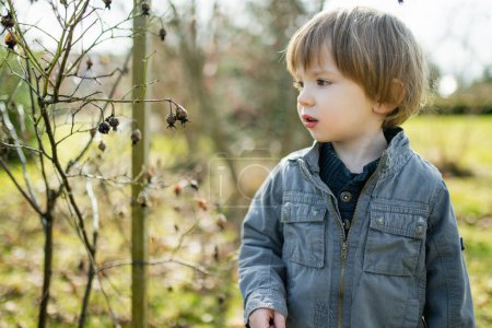 Photo for Cute toddler boy playing outdoors on sunny spring day. Child exploring nature. Spring activities for small kids. - Royalty Free Image
