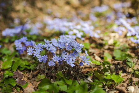 Blossoming hepatica flower in early spring in forest. Beauty in nature.