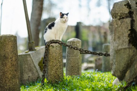 Berühmte schwarz-weiße Katze sitzt an einem sonnigen Tag auf einem Grabstein auf dem Bernardiner Friedhof, einem der drei ältesten Friedhöfe in Vilnius, Litauen.