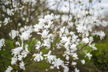 Foto de Flores florecientes de magnolia a principios de primavera. Belleza en la naturaleza
. - Imagen libre de derechos