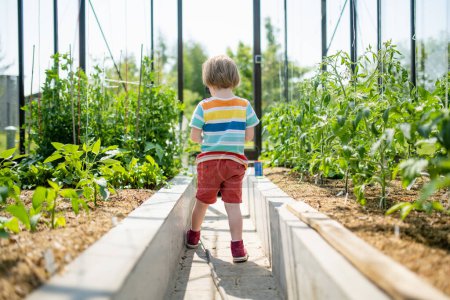 Cute toddler boy having fun in a greenhouse on sunny summer day. Child helping with daily chores. Gardening activity for kids.