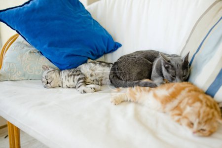 Foto de Pliegue escocés rojo, taquigrafía británica tabby plateado y gatitos azules rusos descansando en un sofá en una sala de estar. Gatos domésticos juveniles que pasan tiempo en casa. - Imagen libre de derechos