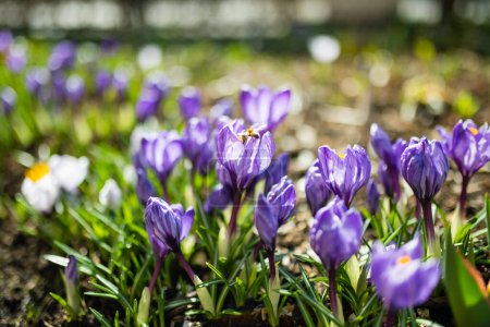 Photo for Blooming crocus flowers in the park. Spring landscape. Beauty in nature - Royalty Free Image