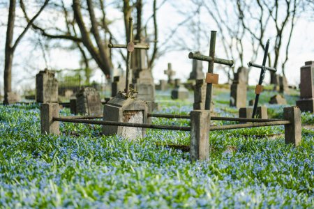 Blaue Scilla siberica Frühlingsblumen blühen an einem sonnigen Tag im April auf dem Bernardiner Friedhof, einem der drei ältesten Friedhöfe in Vilnius, Litauen.