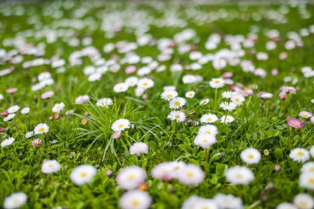 Hermosa pradera en primavera llena de flores blancas y rosadas margaritas comunes sobre hierba verde. Césped Daisy. Bellis perennis.