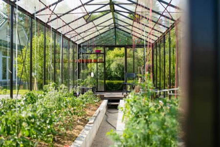 Photo for Cultivating herbs and vegetables in a greenhouse in summer season. Growing own fruits and vegetables in a homestead. Gardening and lifestyle of self-sufficiency. - Royalty Free Image
