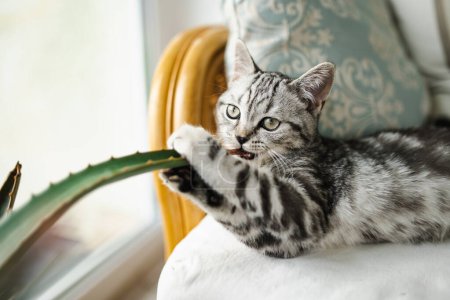 British shorthair silver tabby kitten having rest on a sofa in a living room. Juvenile domestic cat spending time indoors at home.