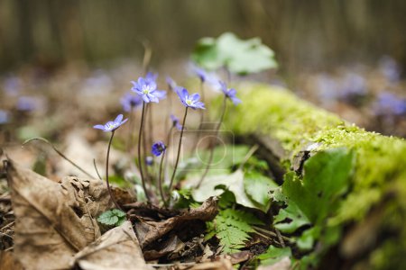 Téléchargez les photos : Fleur hépatique florissante au début du printemps dans la forêt. Beauté dans la nature
. - en image libre de droit
