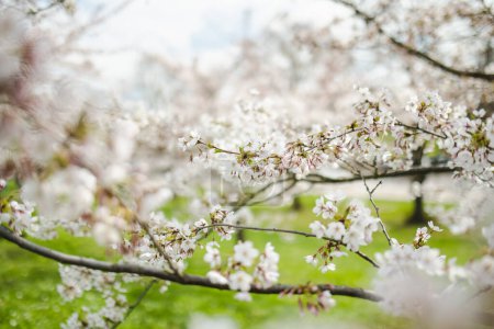 Photo for Beautiful cherry tree blossoming on spring. Beauty in nature. Tender cherry branches on sunny spring day outdoors. - Royalty Free Image