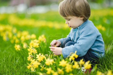 Téléchargez les photos : Mignon tout-petit garçon s'amusant entre les rangées de belles jonquilles jaunes fleurissant le jour du printemps. Narcissi floraison à Vilnius, Lituanie. - en image libre de droit