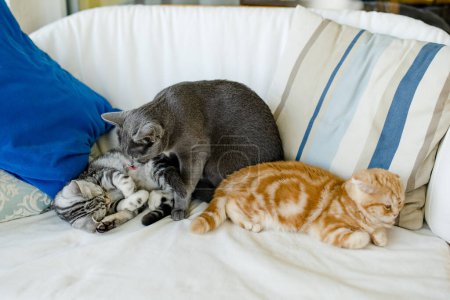 Red Scottish fold, British shorthair silver tabby and Russian Blue kittens having rest on a sofa in a living room. Juvenile domestic cats spending time indoors at home.