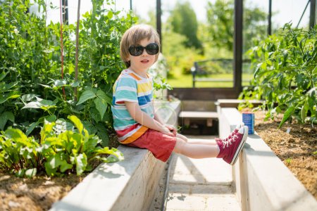 Foto de Lindo niño divirtiéndose en un invernadero en el soleado día de verano. Niño ayudando con las tareas diarias. Actividad de jardinería para niños. - Imagen libre de derechos