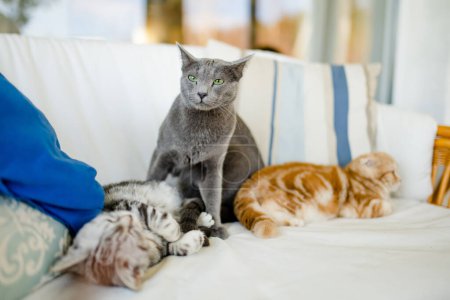 Red Scottish fold, British shorthair silver tabby and Russian Blue kittens having rest on a sofa in a living room. Juvenile domestic cats spending time indoors at home.