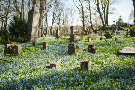 Blaue Scilla siberica Frühlingsblumen blühen an einem sonnigen Tag im April auf dem Bernardiner Friedhof, einem der drei ältesten Friedhöfe in Vilnius, Litauen.