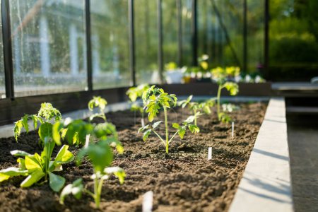 Foto de Cultivar plantas de tomate en un invernadero en el día de primavera. Cultivar frutas y verduras propias en una granja. Jardinería y estilo de vida de autosuficiencia. - Imagen libre de derechos