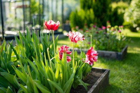 Téléchargez les photos : Les tulipes colorées poussent dans le lit de fleurs dans le jardin de printemps. Belle nature printanière
. - en image libre de droit