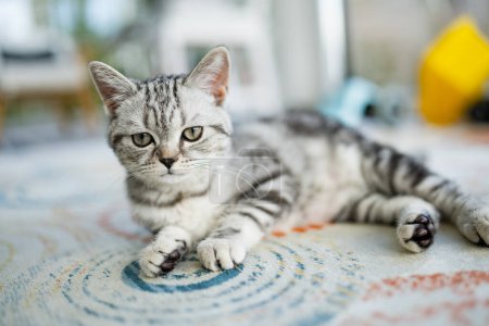 Photo for British shorthair silver tabby kitten in a living room. Juvenile domestic cat spending time indoors at home. - Royalty Free Image