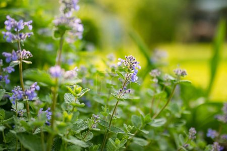Photo for Catnip flowers (Nepeta cataria) blossoming in a garden on sunny summer day. Beauty in nature. - Royalty Free Image